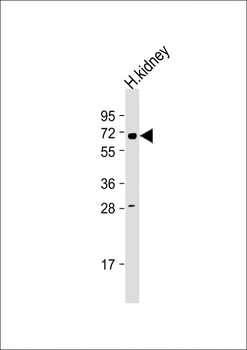 HHLA2 Antibody (N-term)