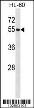 UBE1C Antibody (C-term)