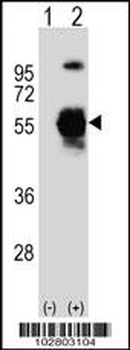 UBE1C Antibody (C-term)