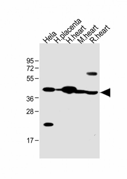 FSTL1 Antibody (C-term)
