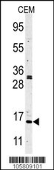 Histone H3 Antibody(N-term)