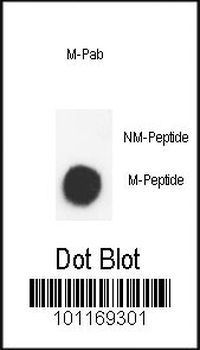Me2-Histone H3(K9) Antibody