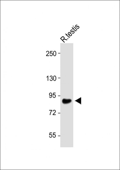 WDR48 Antibody (C-term)