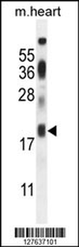 ISCA2 Antibody (Center)