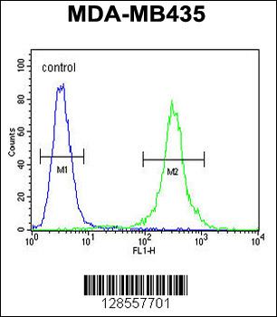 CCR8 Antibody (C-term)