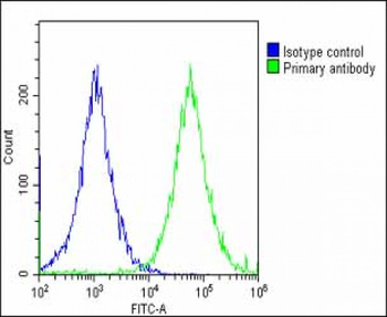 IGF2BP1 Antibody (C-term)