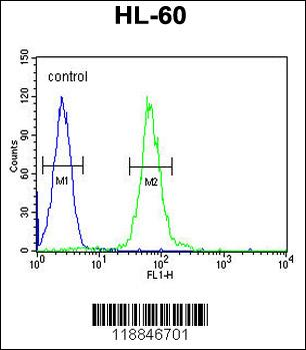ABCD1 Antibody (Center)