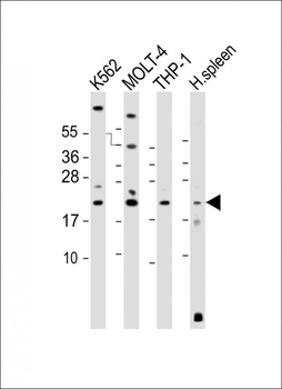 AIF1 Antibody (N-term)