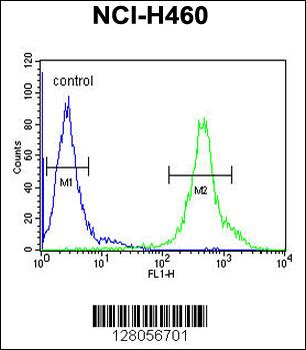 DENND1B Antibody (N-term)