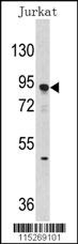 Dnmt3a Antibody (Center D472)
