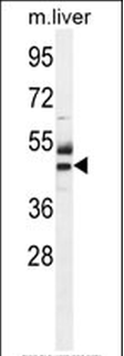 ATPBD3 Antibody (Center)