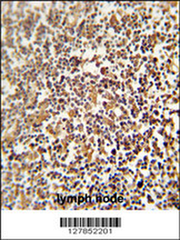 LRRC33 Antibody (C-term)