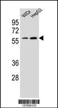 HOXA10 Antibody (Center)