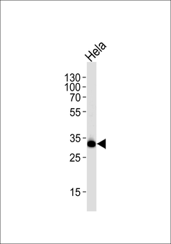 RPS6 (Ser240/244) Antibody