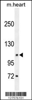 DAGLA Antibody (Center)