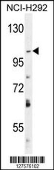 DAGLA Antibody (Center)