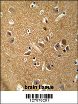 DAGLA Antibody (Center)