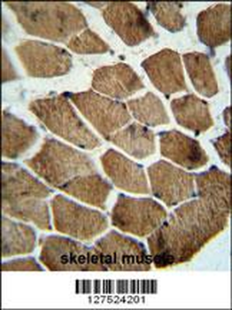 MOCS1 Antibody (C-term)