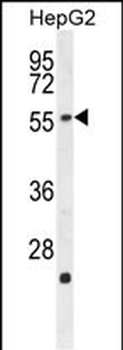 RGAG4 Antibody (C-term)