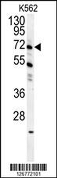 GAS2L1 Antibody (C-term)