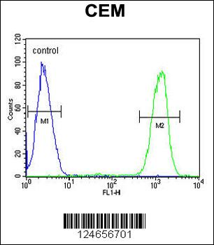 IKZF1 Antibody (C-term)