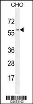 GTPBP2 Antibody (C-term)