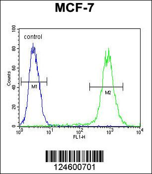 FGF9 Antibody (N-term)