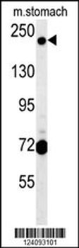 GCC2 Antibody (C-term)
