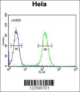 FOXL2 Antibody (N-term)