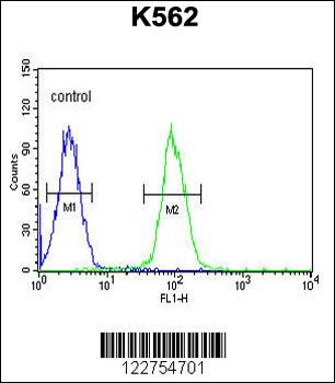 AKR1C3 Antibody (N-term)