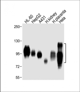 SLC3A2 Antibody (C-term)