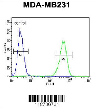 AMACR Antibody (C-term)