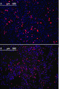 KLF4 Antibody