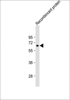KLF4 Antibody