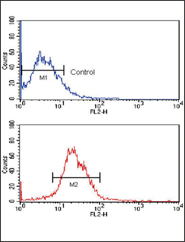 KLF4 Antibody