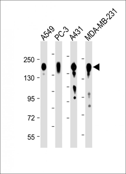 EGFR Antibody (C-term)