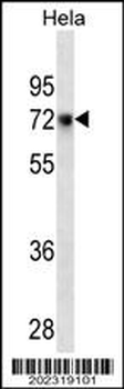 CD55 Antibody
