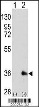 SOX2 Antibody