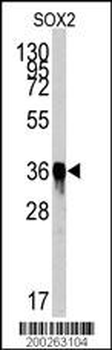 SOX2 Antibody