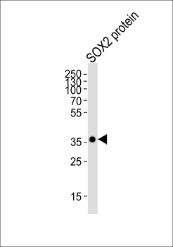 SOX2 Antibody