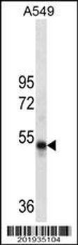 RUVBL1 Antibody