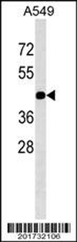 GJC2 Antibody (N-term)