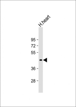 PDK4 Antibody