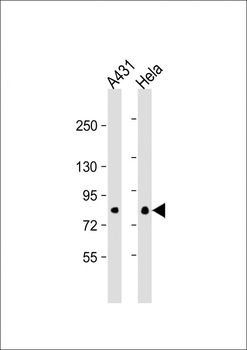EIF4B Antibody