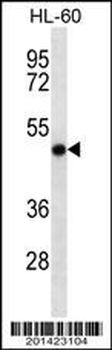 RCC1 Antibody