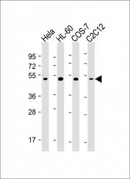 RCC1 Antibody