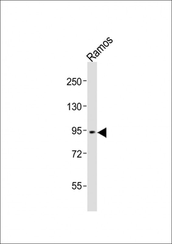 GSN Antibody (N-term)