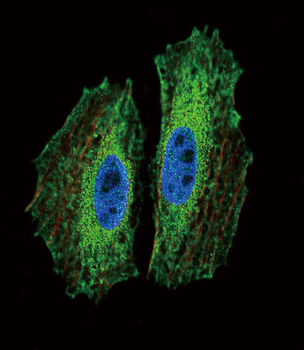 BMI1 Antibody