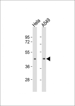 BMI1 Antibody