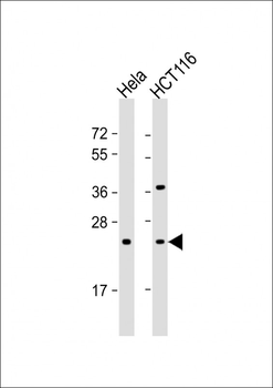 RAB8A Antibody